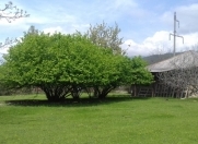 Satılır 4 otaqlı 3600 m2 həyət evi İsmayıllı