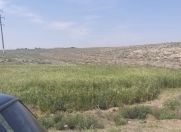 Satılır 50 sot torpaq Naftalan