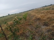 Satılır 250 sot torpaq Xaçmaz