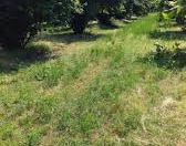 Satılır 50 sot torpaq Zaqatala