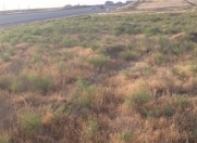 Satılır 98 sot torpaq Saray