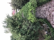 İcarəyə verilir 1 otaqlı 280 m2 bağ evi Novxanı