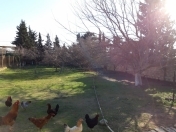 Satılır 7 sot torpaq Binə