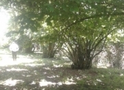 Satılır 1 sot torpaq Qəbələ