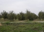 Satılır 1.6 sot torpaq Quba