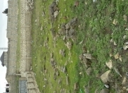 Satılır 10 sot torpaq Şağan