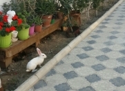 Satılır 5 otaqlı 500 m2 bağ evi Saray