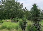 Satılır 11 sot torpaq Mehdiabad