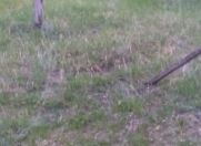 Satılır 10 sot torpaq Quba