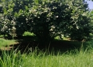 Satılır 200 sot torpaq Qax