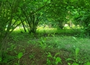 Satılır 20 sot torpaq Qəbələ