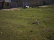 Satılır 4 sot torpaq Hökməli