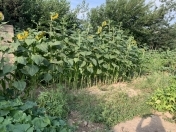 Satılır 25 sot torpaq Rəsulzadə