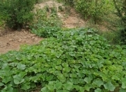 Satılır 2.5 sot torpaq Azadlıq prospekti m.