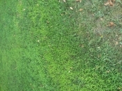 Satılır 857 sot torpaq Şabran