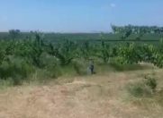 Satılır 191 sot torpaq Qusar