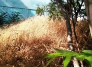 Satılır 2 sot torpaq Badamdar