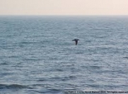 İcarəyə verilir 3 otaqlı 100 m2 bağ evi Sumqayıt