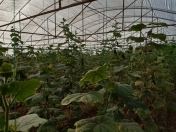 Satılır 14 sot torpaq Maştağa