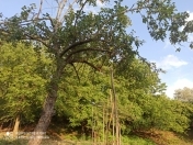 Satılır 15 sot torpaq İsmayıllı