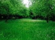 Satılır 70 sot torpaq Qəbələ