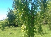 Satılır 20 sot torpaq Balakən