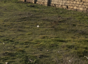 Satılır 6 sot torpaq Buzovna