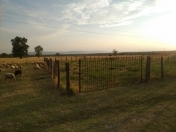 Satılır 12 sot torpaq Qəbələ