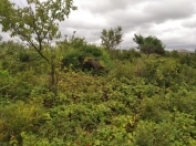 Satılır 30 sot torpaq Xaçmaz