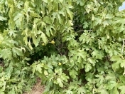 Satılır 12 sot torpaq Maştağa