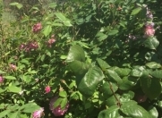 Satılır 17 sot torpaq Bilgəh