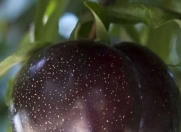 Satılır 1 otaqlı 160 m2 bağ evi Quba