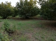 Satılır 40 sot torpaq Qəbələ