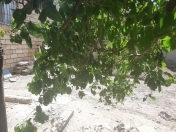 Satılır 3 sot torpaq Masazır