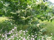 Satılır 113 sot torpaq Qəbələ