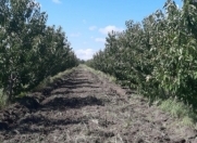 Satılır 250 sot torpaq Quba