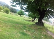 Satılır 10 sot torpaq Qəbələ