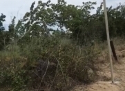 Satılır 25 sot torpaq Ləhic Bağları