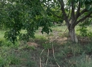 Satılır 10 sot torpaq Mehdiabad