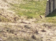 Satılır 100 sot torpaq Nardaran