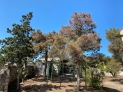 Satılır 17 sot torpaq Şüvəlan