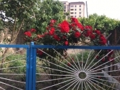 Satılır 11 sot torpaq Y.Ramana