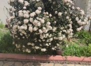 İcarəyə verilir 4 otaqlı 170 m2 bağ evi Badamdar