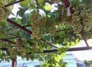 Satılır 4 otaqlı 140 m2 bağ evi Novxanı