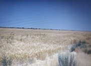 Satılır 16000 sot torpaq Neftçala