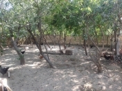 Satılır 4 sot torpaq Xırdalan