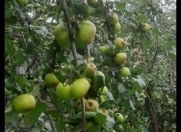 Satılır 6 sot torpaq Qax