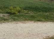 Satılır 140 sot torpaq Şabran