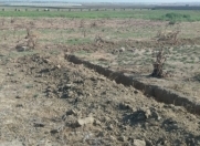 Satılır 3 sot torpaq Məhəmmədli