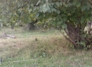 Satılır 12 sot torpaq Qəbələ